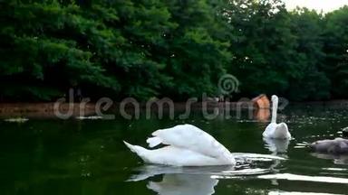 天鹅一家人在湖上游泳，然后在水里游泳。 小天鹅把头伸进水里，小鸟潜水捕鱼
